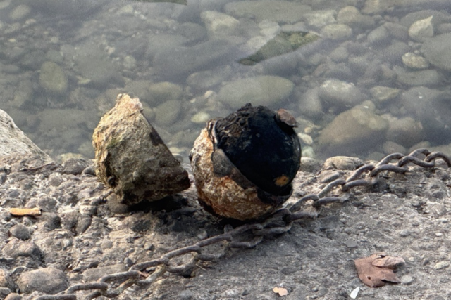 Schwimmer findet Sprengkrper im Rhein - und trgt ihn ans Ufer