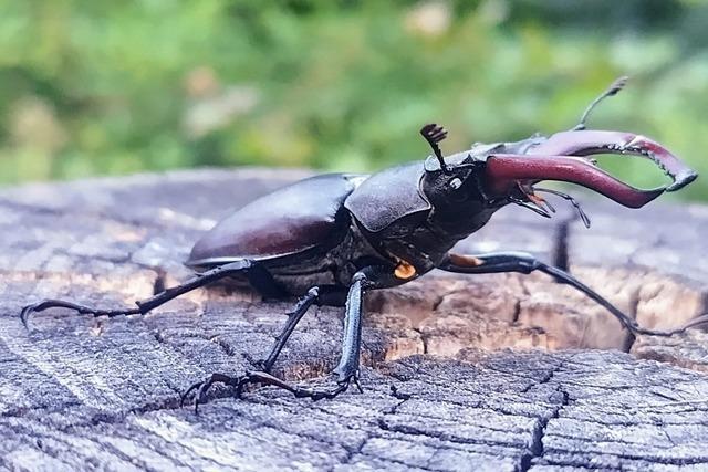 So war es bei der Hirschkfersafari des Nabu in Steinach