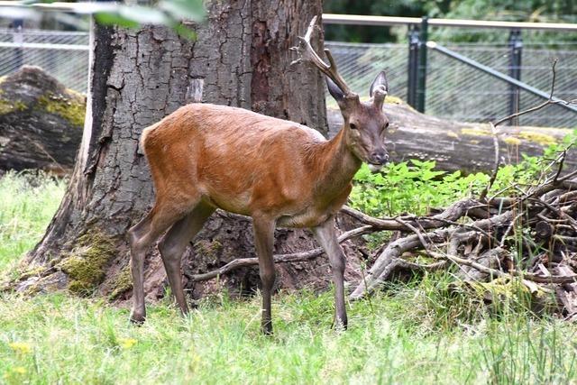Im Basler Tierpark Lange Erlen freut man sich ber Nachwuchs