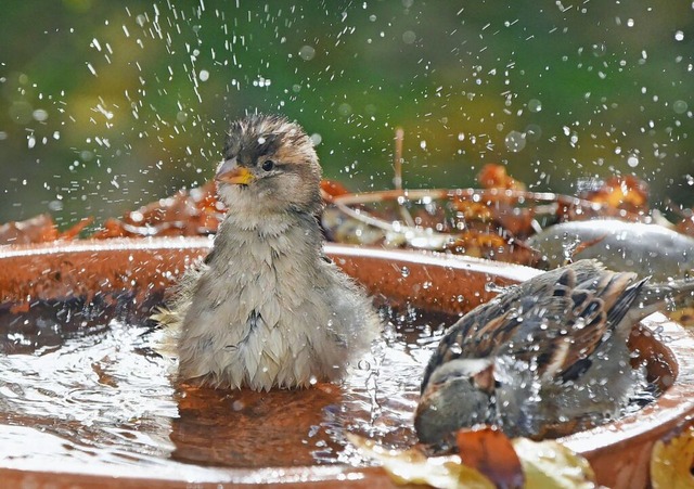 Diese Vgel freuen sich ber ein Wasserbad  in einer Trnke.  | Foto: Waltraud Grubitzsch (dpa)