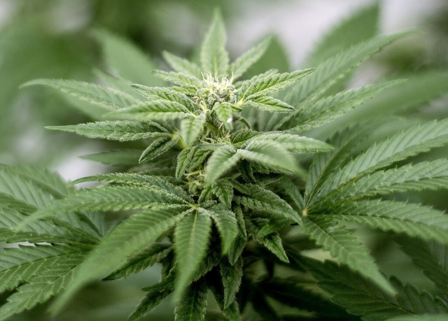 Der Geruch der Cannabispflanze schlägt...ahnübergang in Neuenburg (Symbolbild). | Foto: Matt Masin (dpa) Der Geruch der Cannabispflanze schlägt...ahnübergang in Neuenburg (Symbolbild). | Foto: Matt Masin (dpa)
