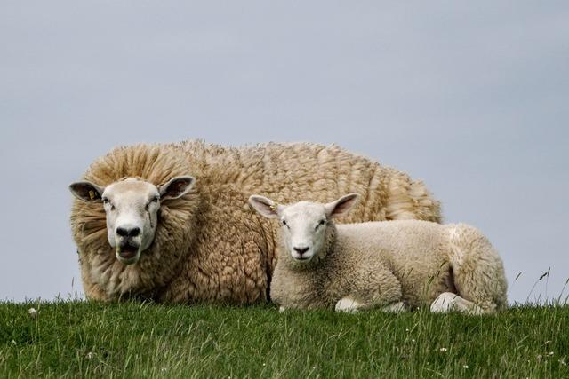 Wie der Klimawandel die Schafsklte am Hochrhein verndert