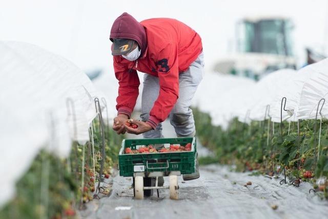 Landwirte wollen Sonderregelung fr den erhhten Mindestlohn, Handelsverband will ihn gar nicht