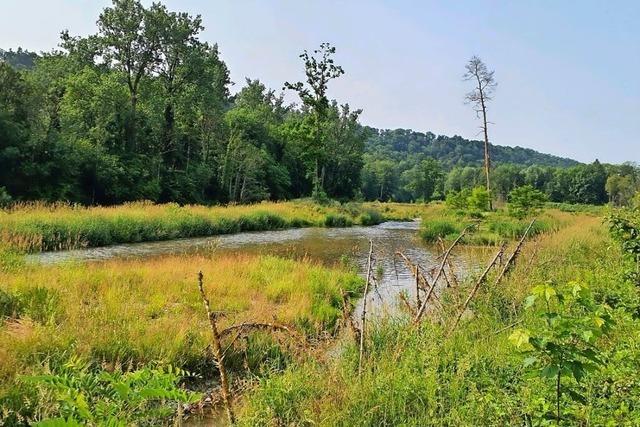 Mehr Tierarten fhlen sich an der Wutach bei Weizen wohl
