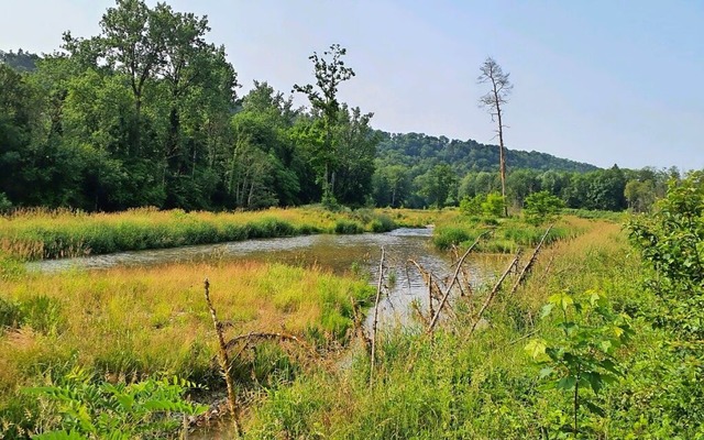 Der naturnahe Umbau der Wutach lockt auch neue Tierarten an den Fluss. | Foto: Fotos: Regierungspräsidium Freiburg Der naturnahe Umbau der Wutach lockt auch neue Tierarten an den Fluss. | Foto: Fotos: Regierungspräsidium Freiburg