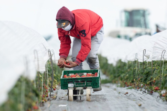 Landwirte wollen Sonderregelung fr den erhhten Mindestlohn, Handelsverband will ihn gar nicht