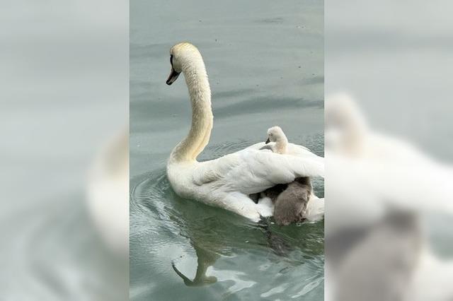 Laufenburger Schwne haben Nachwuchs – aber fr die Kken ist es auf dem Rhein gefhrlich
