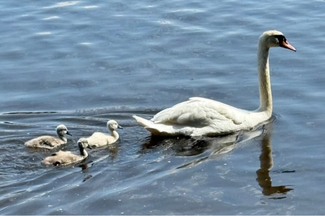 Laufenburger Schwne haben Nachwuchs - aber fr die Kken ist es auf dem Rhein gefhrlich