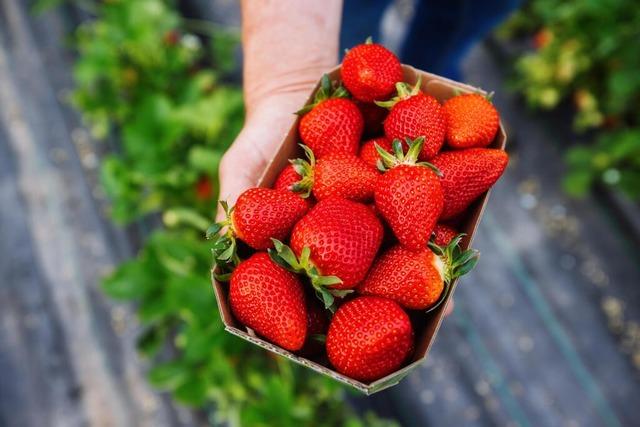 Teurer Genuss – warum Erdbeeren so viel kosten