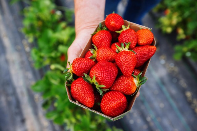 Eine Schale Erdbeeren wird mittlerweile immer teurer. | Foto: Philipp von Ditfurth (dpa) Eine Schale Erdbeeren wird mittlerweile immer teurer. | Foto: Philipp von Ditfurth (dpa)