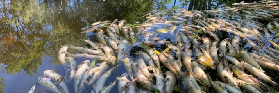 Biberdamm lst Fischsterben in Lenzkirch aus