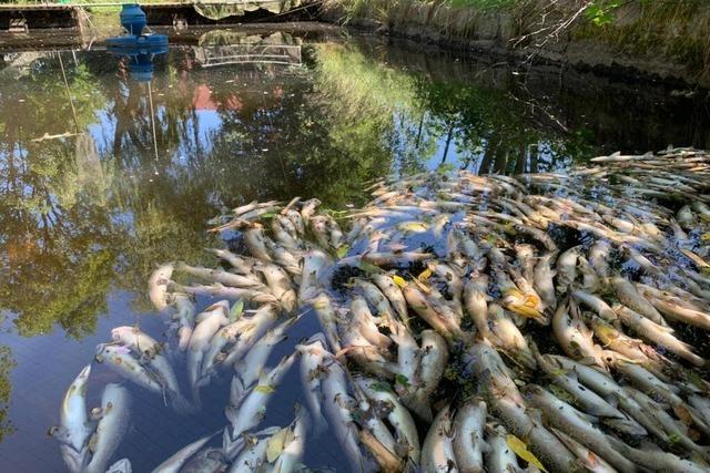 Biberdamm lst Fischsterben in Lenzkirch aus: Zchter fordert Dezimierung des Biberbestandes