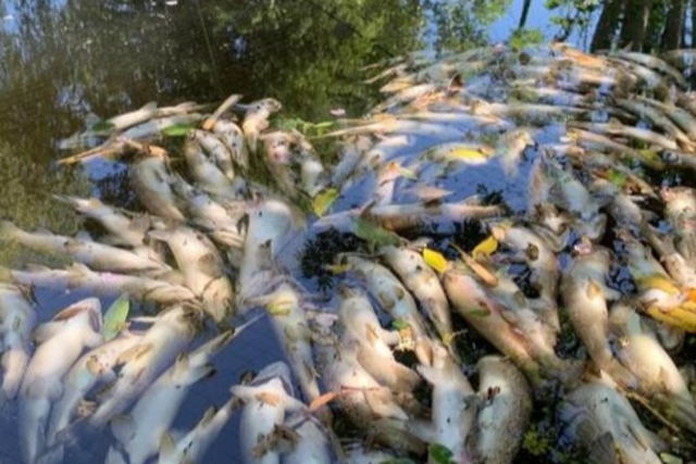 Biberdamm lst Fischsterben in Lenzkirch aus