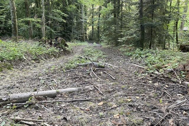 Nach Waldarbeiten bleiben Wege bei Badenweiler in schlechtem Zustand