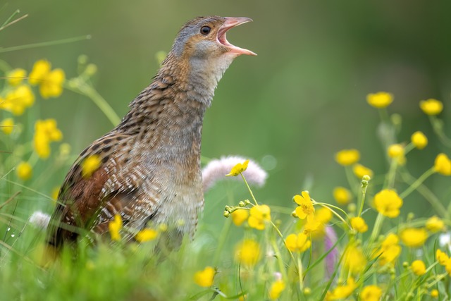 Ein Wachtelkönig (Symbolbild): Der Fel...seinen charakteristischen Ruf erkannt. | Foto: Piotr Krzeslak (stock.adobe.com) Ein Wachtelkönig (Symbolbild): Der Fel...seinen charakteristischen Ruf erkannt. | Foto: Piotr Krzeslak (stock.adobe.com)