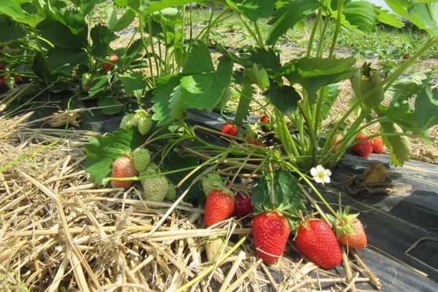 Erdbeeren schmecken nicht alle gleich – wie unterscheiden sich die Sorten?