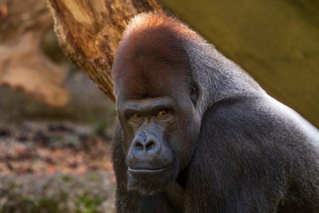 Zoo Basel lsst Gorilla-Silberrcken M’Tong einschlfern - Fuchsbandwurm-Infektion