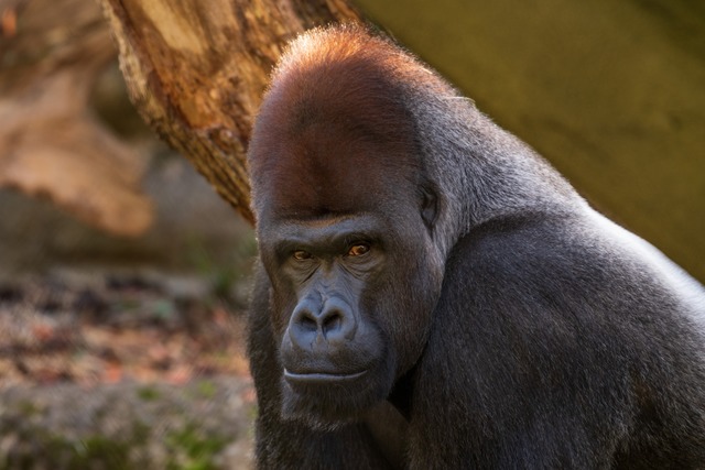 Gorilla-Silberrücken M’Tongé ist tot. | Foto: Zoo Basel Gorilla-Silberrücken M’Tongé ist tot. | Foto: Zoo Basel