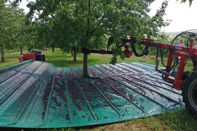 Ortenauer Landwirte haben die Kirschernte perfektioniert