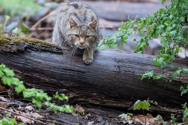 Im Kreis Emmendingen paaren sich Wildkatzen besonders hufig mit Hauskatzen