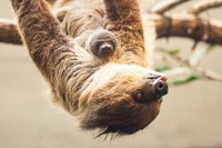 Mehr Faultier wagen: In der Stuttgarter Wilhelma leben die Tiere wie in Zeitlupe