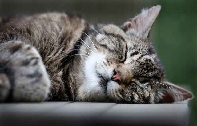 Katzen schlummern einer Studie zufolge...der linken Seite liegend. (Archivbild)  | Foto: picture alliance / dpa