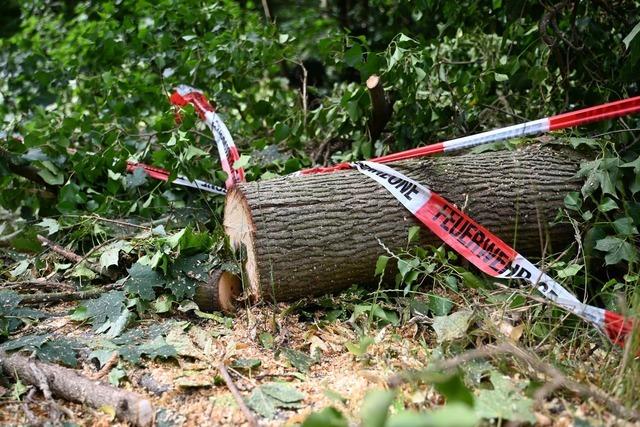 Warum Drre-geplagte Wlder Strmen schwerer trotzen knnen