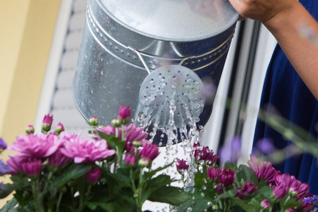 Nicht immer ist das Blumengießen ein freudiges Ereignis. | Foto: Franziska Gabbert (dpa) Nicht immer ist das Blumengießen ein freudiges Ereignis. | Foto: Franziska Gabbert (dpa)