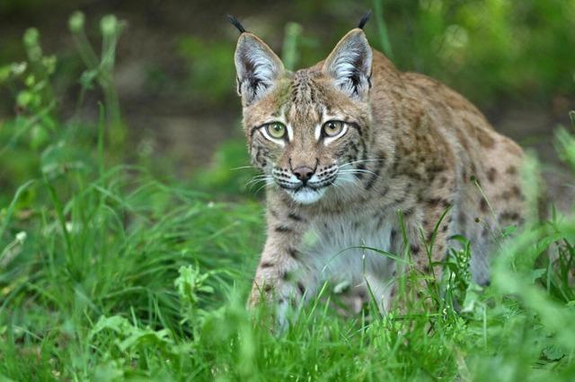 Im Hochschwarzwald bleibt Luchs Wilhelm einzigartig unter Baden-Wrttembergs Wildtieren