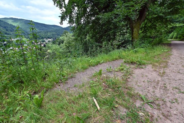 Freiburger Aussichtspunkt ohne Bnke - wegen morscher Buchen