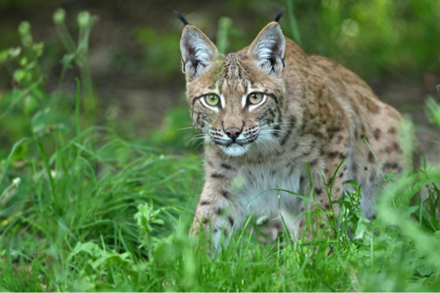Im Hochschwarzwald bleibt Luchs Wilhelm einzigartig unter Baden-Wrttembergs Wildtieren