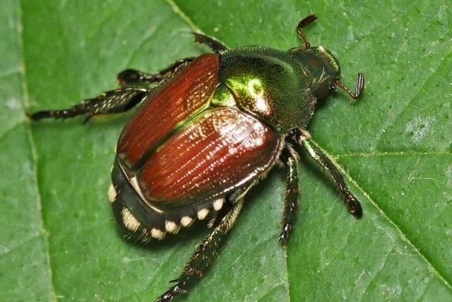 Verwilderte Flchen in Binzen frdern die Ausbreitung der Rebzikade
