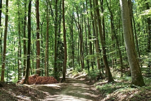 Kanderns Wald trotzt dem Klimawandel