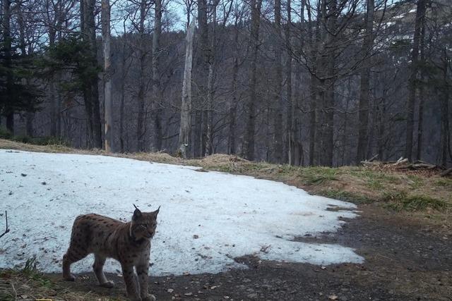 Luchsdame fr Wilhelm im Hochschwarzwald verzweifelt gesucht