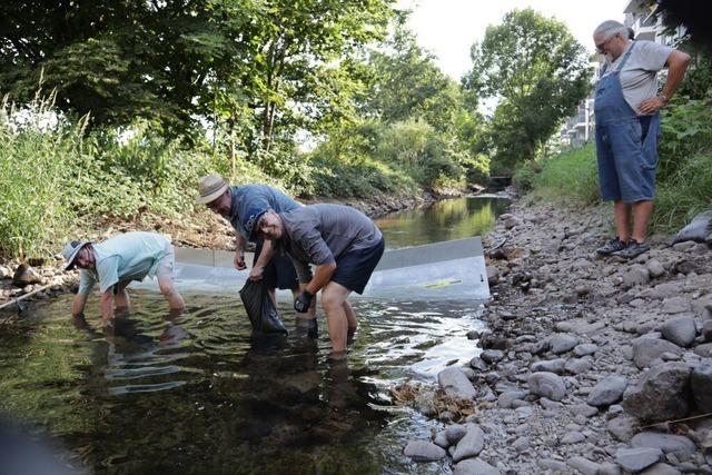 Mobile Sperren helfen Fischen im Gewerbekanal Schopfheim durch die Hitze
