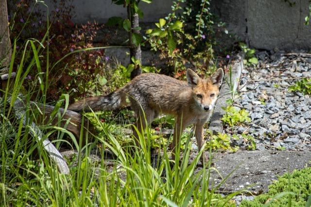 Einige Freiburger haben Sorge wegen des Fuchsbandwurms