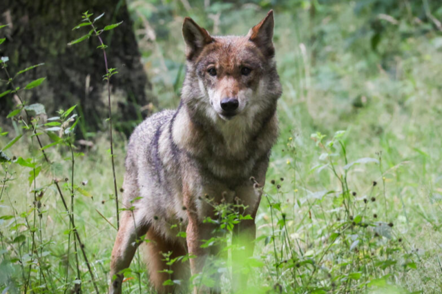 Wolf tappt bei Waldshut-Tiengen in eine Fotofalle - eine Premiere