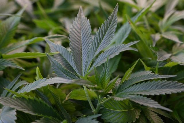 Tausende Marihuana-Pflanzen in Schluchsee und Ibach gefunden - zwei Mnner in U-Haft