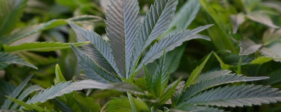 Tausende Marihuana-Pflanzen in Schluchsee und Ibach gefunden - zwei Mnner in U-Haft