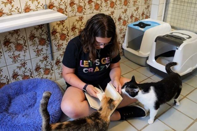 Kinder lesen Tierheim-Katzen vor