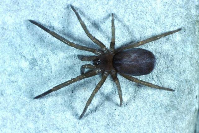 Spinne erschreckt Autofahrerin in Rheinfelden – Unfall