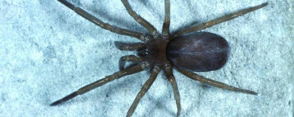 Spinne erschreckt Autofahrerin in Rheinfelden – Unfall