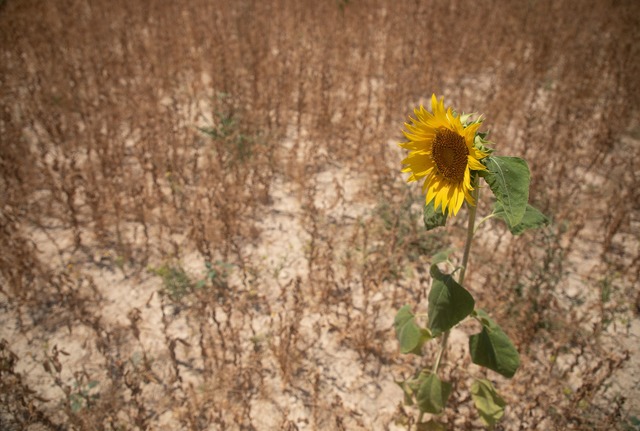 Einem UN-Bericht zufolge h&auml;ufen s...2023 schwere D&uuml;rren (Archivbild).  | Foto: Clara Margais/dpa