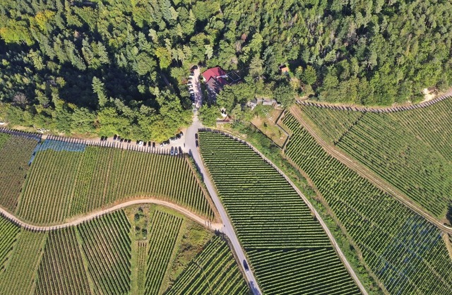 An der Wolfsgrube in Zell-Weierbach fi...von &#8222;Wein.Gut.Wald&#8220; statt.  | Foto: Peter Heck