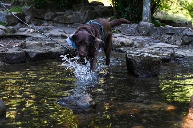 Auch Tiere brauchen Abk&uuml;hlung.  | Foto: Katharina Kausche/dpa