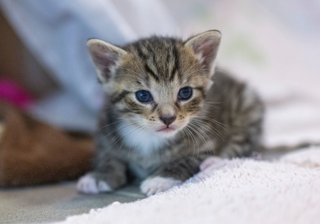 Der Zoll hat Katzen in einem Transport... die nicht geimpft waren. (Symbolbild) | Foto: Monika Skolimowska/dpa Der Zoll hat Katzen in einem Transport... die nicht geimpft waren. (Symbolbild) | Foto: Monika Skolimowska/dpa