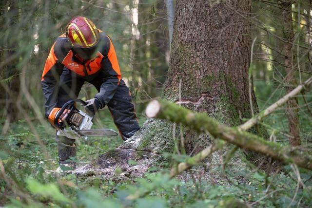 Gemeinde Breitnau reagiert auf Borkenkfer und Sturm mit gezieltem Waldumbau