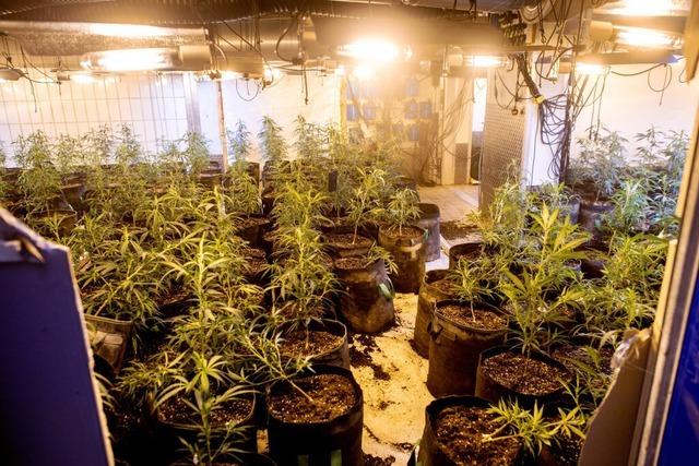 Cannabis-Plantagen im Schwarzwald: Das berichten Anwohner ber die mutmalichen Tter