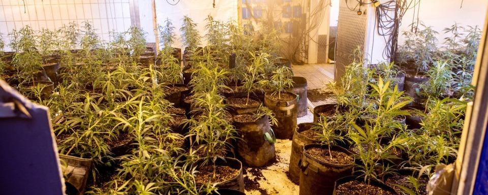 Cannabis-Plantagen im Schwarzwald: Das berichten Anwohner ber die mutmalichen Tter