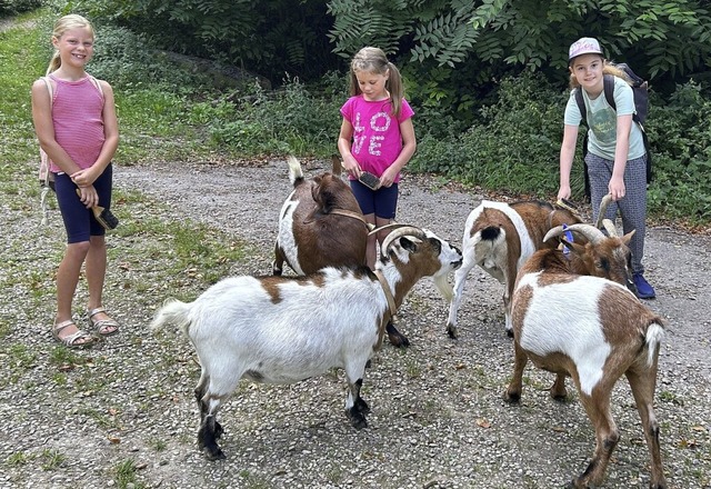 Ein Spaziergang mit Ziegen wird im Ferienprogramm angeboten.  | Foto: Sebastian Ehret